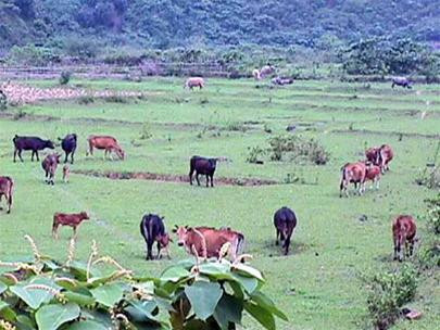 Hàng chục nghìn gia súc vẫn thả rông trong giá rét