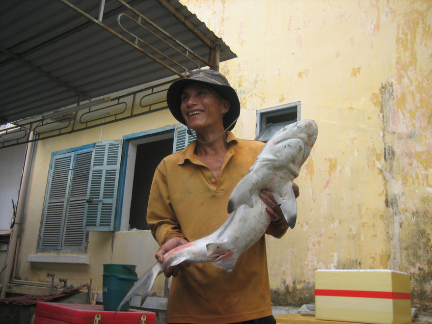 Lại câu được cá mập tại Quy Nhơn
