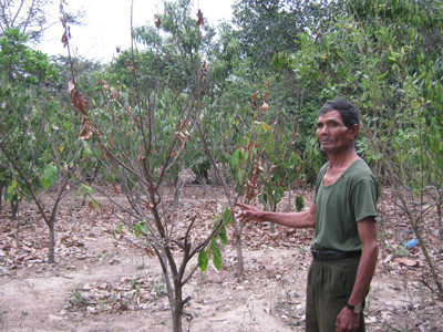 Cây ca cao khô héo vì thiếu chăm sóc