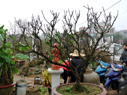 Chậu lan, gốc đào giá 70 triệu đồng