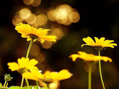 Tuần của bạn (10-10 - 16-10)