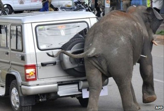 Voi dữ 'khủng bố' Ấn Độ