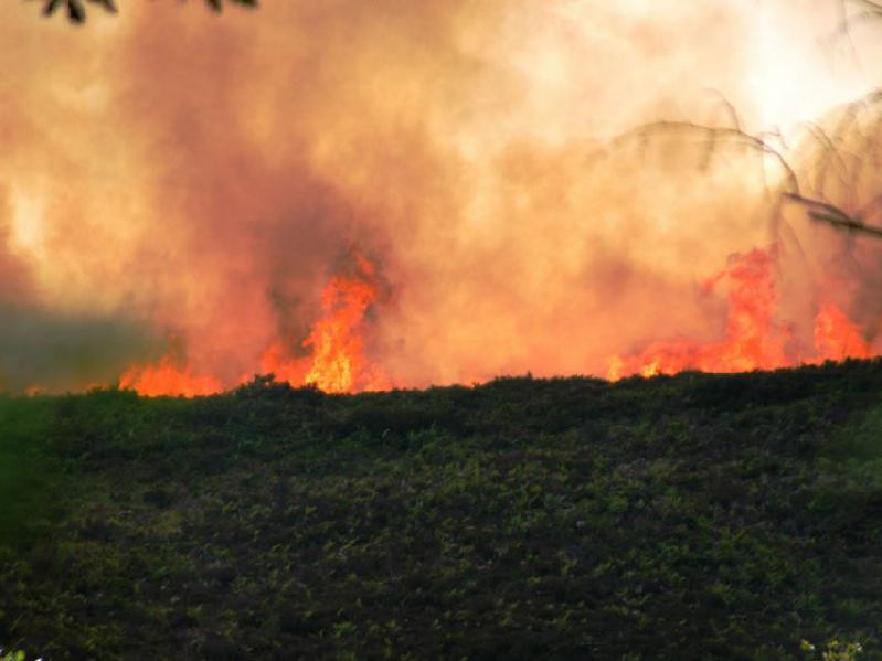 Lửa thiêu hàng nghìn mét vuông rừng ở Anh