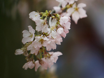 Hoa anh đào khoe sắc giữa thủ đô