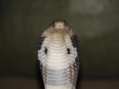 Đột nhập làng nuôi rắn hổ chúa