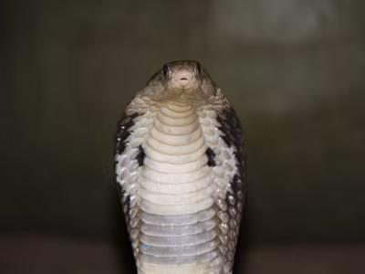 Đột nhập làng nuôi rắn hổ chúa