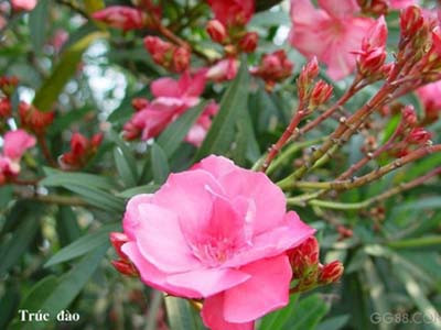 Hoa trúc đào có thể gây chết người