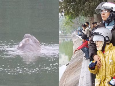 Vết thương trên lưng cụ rùa có thể do ống nước gây nên (ảnh trái) Người bốn phương xem cụ rùa nổi ở Hồ Gươm (ảnh phải)	Ảnh: Hà Hồng