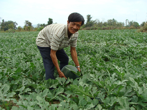 Giàu từ thuê đất trồng dưa