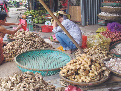Nhà hàng, khách sạn Việt chủ yếu dùng gừng độc Trung Quốc