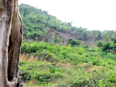 Cơ bản... phá xong rừng