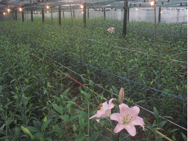 Lợp nhà và thắp đèn cho hoa Lili nở đúng tết