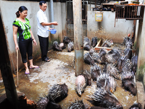 Chiêu thoát khó của Êm “Bảy Món”