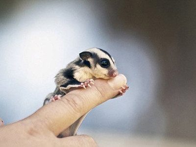 Mốt nuôi thú cưng tí hon tiền triệu