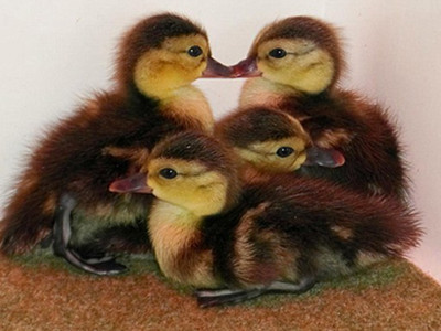 Nhân giống thành công loài vịt quí hiếm nhất