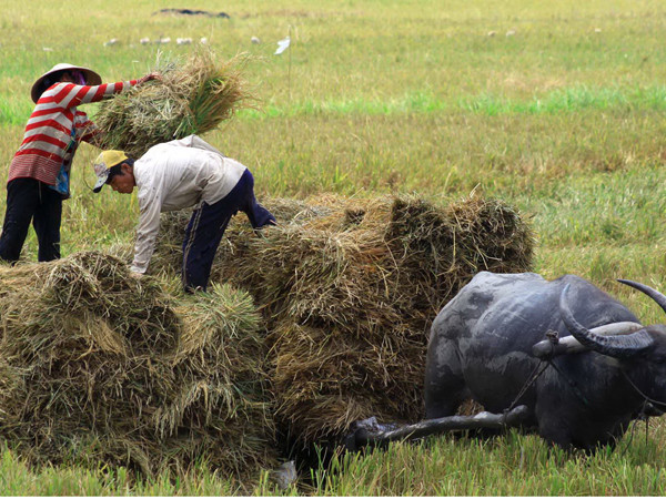Thu hoạch lúa ở ĐBSCL