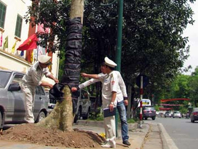 Hai cây long não bỗng biến thành… sung