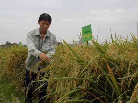 Những giống cây trồng bạc tỷ