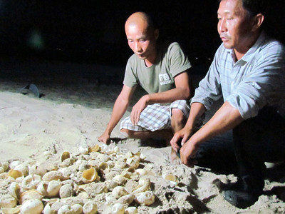 Nỗi buồn rùa da trước nguy cơ tuyệt chủng