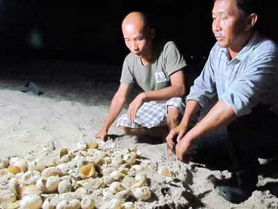 Nỗi buồn rùa da trước nguy cơ tuyệt chủng
