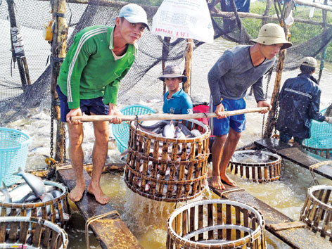 'Vỡ trận' ngành cá tra