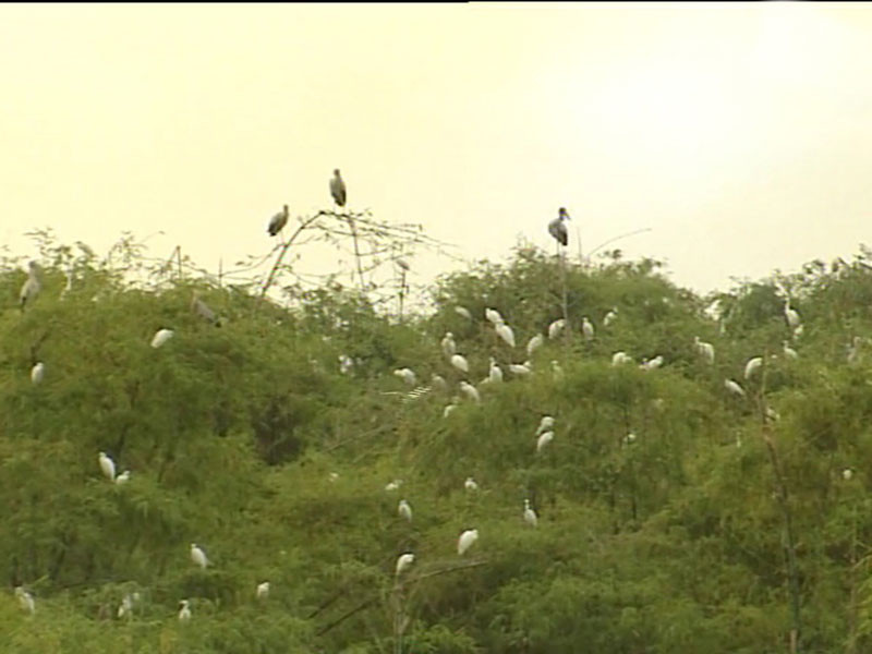 Kỳ lạ vườn cò vạn con bên sông Cầu