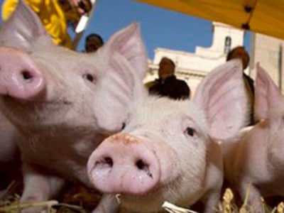 Ý: Dựng chuồng heo trước quốc hội