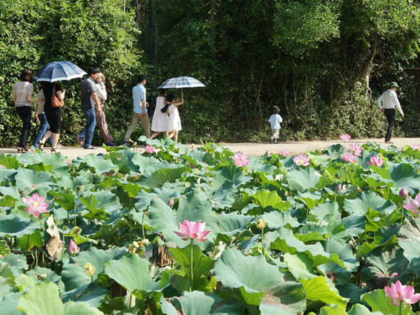 Hương sen làng Sen