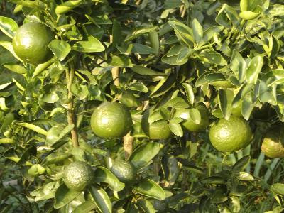 Cây quýt gai chữa phong thấp, đau lưng