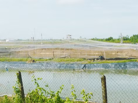 Vắng vẻ vùng nuôi tôm công nghiệp