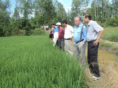 Sản xuất lúa sạch