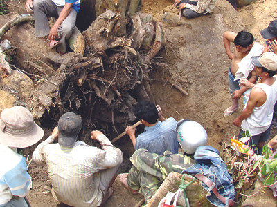 Cận cảnh phá rừng tìm kỳ nam