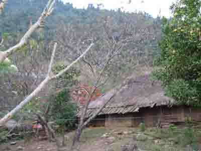 Xem hoa đào nở sớm tại rừng Mường Lát