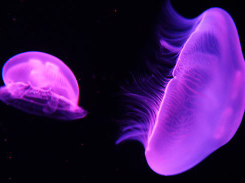 Nhà máy điện hạt nhân Oskarshamn phải đóng cửa tạm thời vì sứa