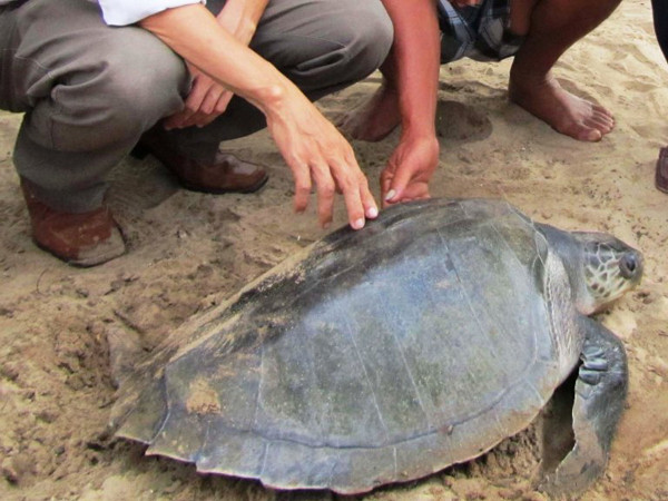 Vích xanh lần đầu xuất hiện tại biển Lăng Cô