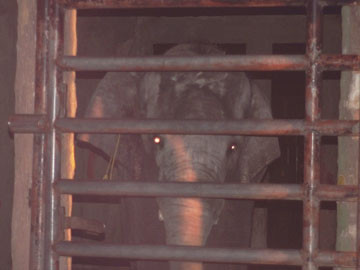 Voi ở công viên Đại Nam quật chết người