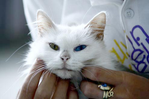 Cảnh giác với tình yêu... mèo