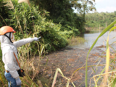 Xả thải cà phê gây thối đập Ea Kut