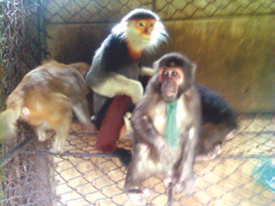 Gom thú rừng chờ Tết