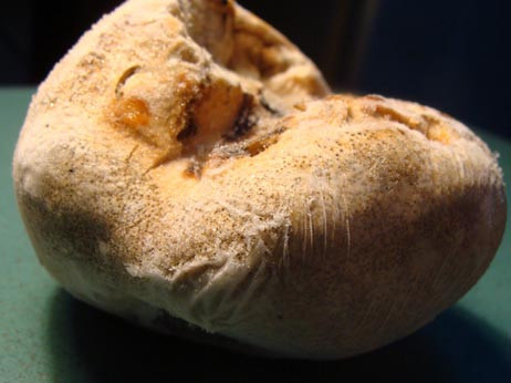 Những 'kho báu' trên đại ngàn Hoàng Liên Sơn