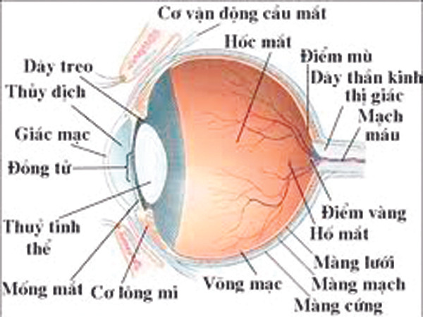 Bệnh viện Mắt Hà Nội: Lập lờ tráo nhân thủy tinh thể ?