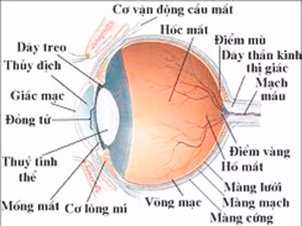 Bệnh viện Mắt Hà Nội: Lập lờ tráo nhân thủy tinh thể ?
