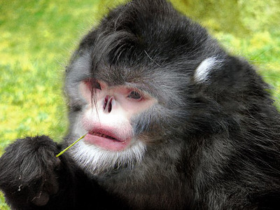 Phát hiện 10 loài sinh vật mới