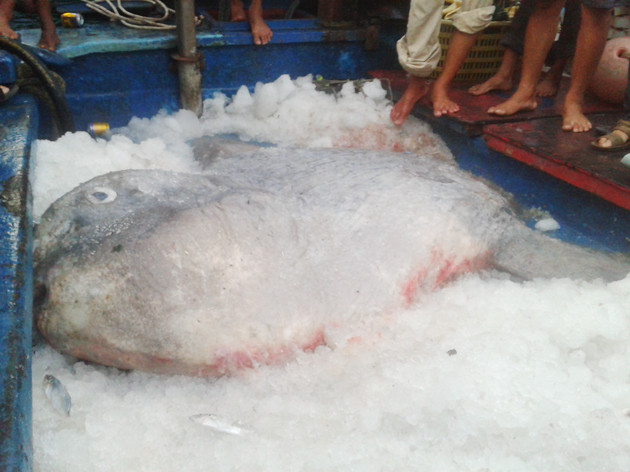 Bắt được cá Mặt trăng quý nặng 400 kg