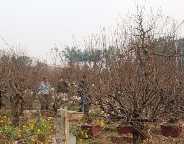 Đại gia chi hàng chục triệu chơi đào Tết