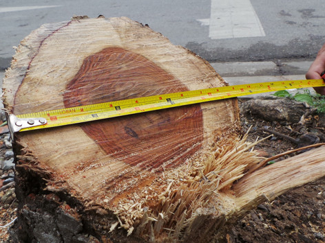Lãnh đạo TP Hà Nội yêu cầu xử nghiêm “sưa tặc”