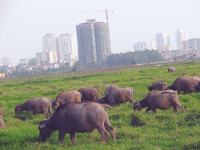 Tập đoàn Daewoo sẽ thâu tóm siêu dự án bất động sản?