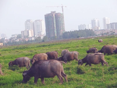 Tập đoàn Daewoo sẽ thâu tóm siêu dự án bất động sản?