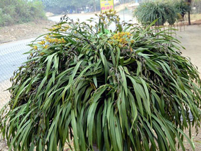 Chậu địa lan giá gần 100 triệu đồng