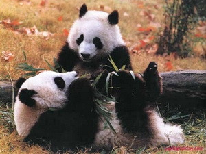 Thế giới lại trước nguy cơ tuyệt chủng hàng loạt